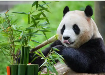 Pandas and Politics: The Soft Power of China’s Black-and-White Diplomats (1970s–1990s)