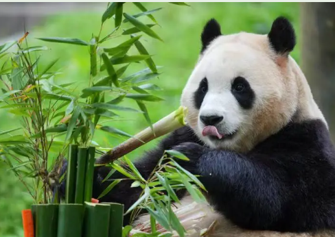 Pandas and Politics: The Soft Power of China’s Black-and-White Diplomats (1970s–1990s)