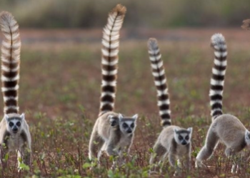 The Slow Loris: Nature’s Most Adorable and Mysterious Primate