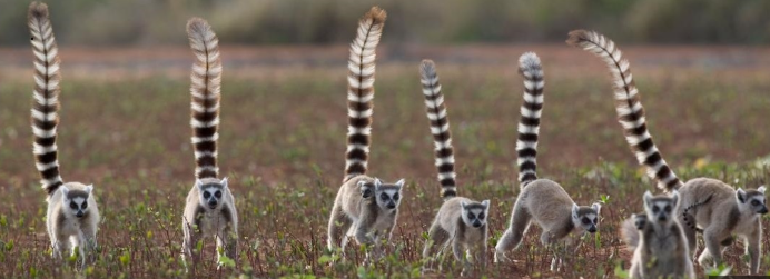 The Slow Loris: Nature’s Most Adorable and Mysterious Primate