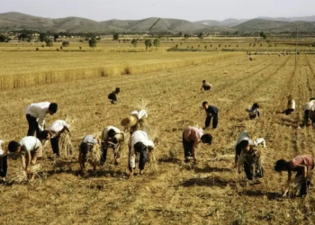 “Security Armed Forces” in the Collective Era: A Small Village Memory